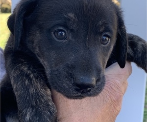 Labrador Retriever Puppy for sale in SPOTSYLVANIA, VA, USA