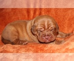 Small Photo #4 Dogue de Bordeaux Puppy For Sale in ANDOVER, CT, USA