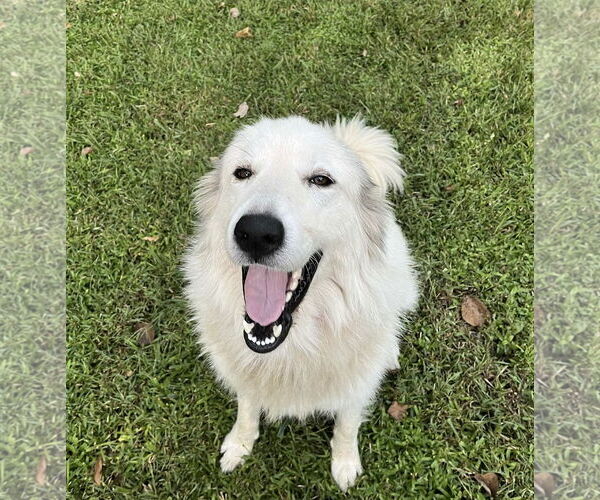 Medium Photo #7 Great Pyrenees Puppy For Sale in Spring, TX, USA