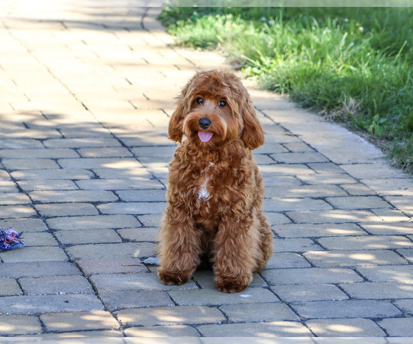 Medium Photo #1 Cavapoo (Miniature) Puppy For Sale in SYRACUSE, IN, USA