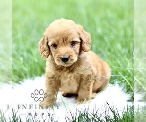 Goldendoodle Puppy for sale in NEW HOLLAND, PA, USA