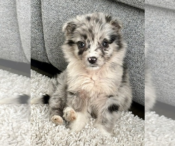 Medium Photo #1 Miniature Australian Shepherd Puppy For Sale in FAIR HAVEN, MI, USA