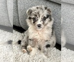 Small Miniature Australian Shepherd