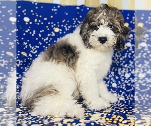 Cockapoo Puppy for sale in CINCINNATI, OH, USA