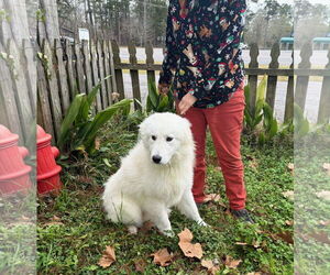 Great Pyrenees-Unknown Mix Dogs for adoption in Wakefield, RI, USA