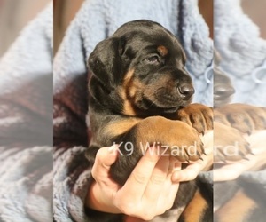 Doberman Pinscher Puppy for sale in DEEP GAP, NC, USA