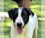 Small Lab-Pointer