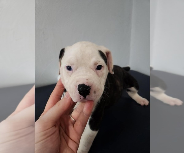 Medium Photo #1 American Bulldog Puppy For Sale in ROCKFORD, IL, USA