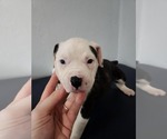 Small American Bulldog