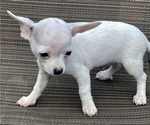 Small Photo #4 Chihuahua Puppy For Sale in LEBANON, NJ, USA