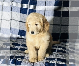 Goldendoodle Puppy for sale in LARGO, FL, USA