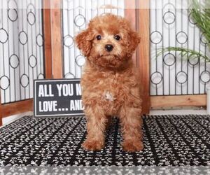 Poochon Puppy for sale in NAPLES, FL, USA