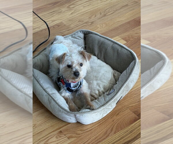 Medium Photo #9 Silky Terrier-Unknown Mix Puppy For Sale in Mundelein, IL, USA