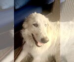 Small #21 Great Pyrenees