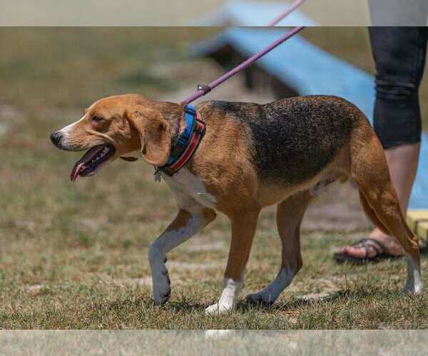 Medium Photo #1 Beagle Puppy For Sale in Tampa, FL, USA