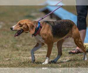 Medium Beagle