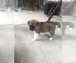 Akita Puppy for sale in MONROE, MI, USA