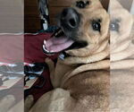 Small #2 German Shepherd Dog Mix