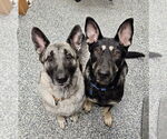 Small #11 German Shepherd Dog Mix