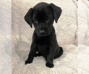 Labrador Retriever Puppy for sale in CONROE, TX, USA