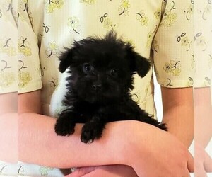 YorkiePoo Puppy for sale in ROBESONIA, PA, USA