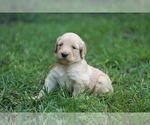 Small Photo #3 Goldendoodle Puppy For Sale in AIKEN, SC, USA