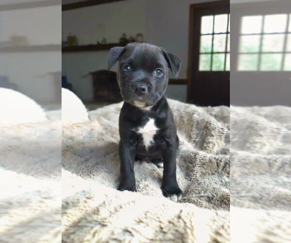 Medium Photo #3 Mutt Puppy For Sale in Raleigh, NC, USA