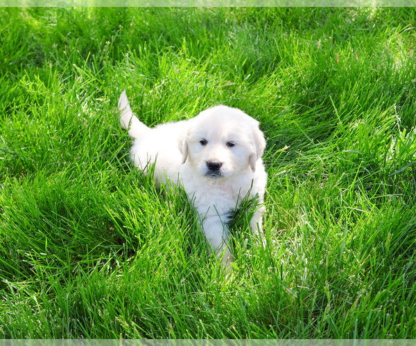 Medium Photo #2 English Cream Golden Retriever Puppy For Sale in SYRACUSE, IN, USA