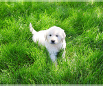 Small #1 English Cream Golden Retriever