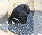 Small Photo #10 Boston Terrier Puppy For Sale in JONES, OK, USA