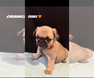 Pug Puppy for Sale in BERWYN, Illinois USA