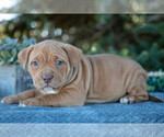Small Photo #12 American Bully Puppy For Sale in TOPEKA, IN, USA