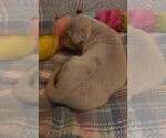 Small Photo #70 Great Dane Puppy For Sale in SPRAGGS, PA, USA