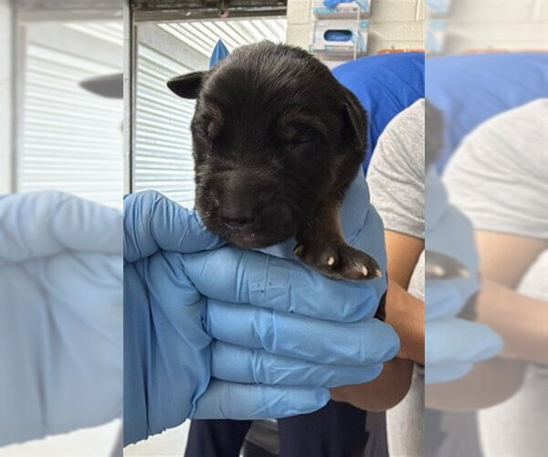 Medium Photo #1 German Shepherd Dog Puppy For Sale in San Bernardino, CA, USA