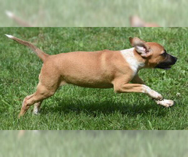 Medium Photo #4 Mutt Puppy For Sale in Mechanicsburg, PA, USA