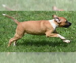 Small #3 Mutt