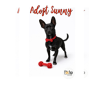 Small #1 Dachshund