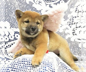 Shiba Inu Puppy for sale in NORWOOD, MO, USA