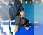 Small Photo #12 German Shepherd Dog Puppy For Sale in HEDGESVILLE, WV, USA