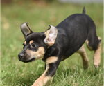 Small Photo #2 Australian Shepherd-Unknown Mix Puppy For Sale in Mechanicsburg, PA, USA