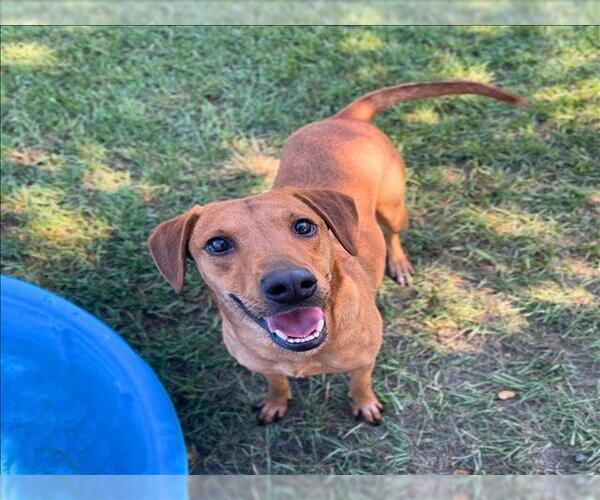 Medium Photo #1 Labrador Retriever-Rhodesian Ridgeback Mix Puppy For Sale in Conroe, TX, USA