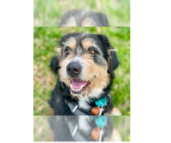 Medium Photo #2 Greater Swiss Mountain Dog-Irish Terrier Mix Puppy For Sale in Greenbelt, MD, USA