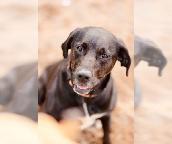 Medium Photo #10 Labrador Retriever-Unknown Mix Puppy For Sale in Webster, WI, USA