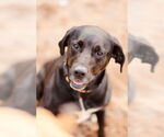 Small #9 Labrador Retriever Mix