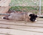 Small Photo #2 Akita Puppy For Sale in MOUNT SIDNEY, VA, USA