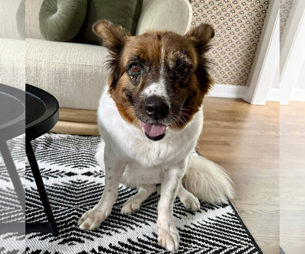 Medium Photo #2 Border-Aussie Puppy For Sale in Spring Lake, NC, USA