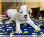 Small Photo #3 Bulldog Puppy For Sale in BELTON, MO, USA