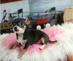 Small #1 Chihuahua