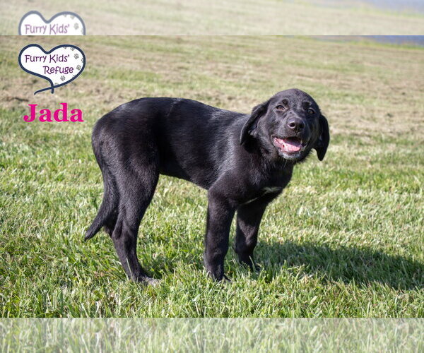 Medium Photo #2 Labrenees Puppy For Sale in Lee's Summit, MO, USA