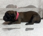 Puppy Pink Belgian Malinois
